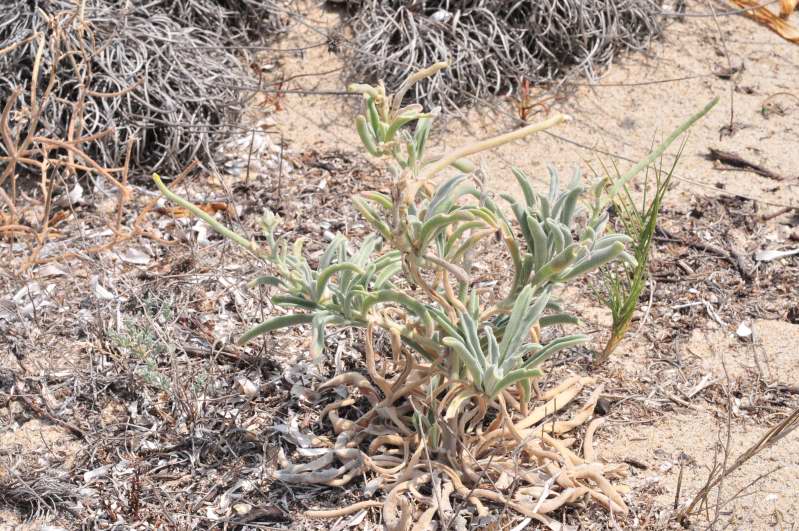 Matthiola sinuata e Matthiola tricuspidata